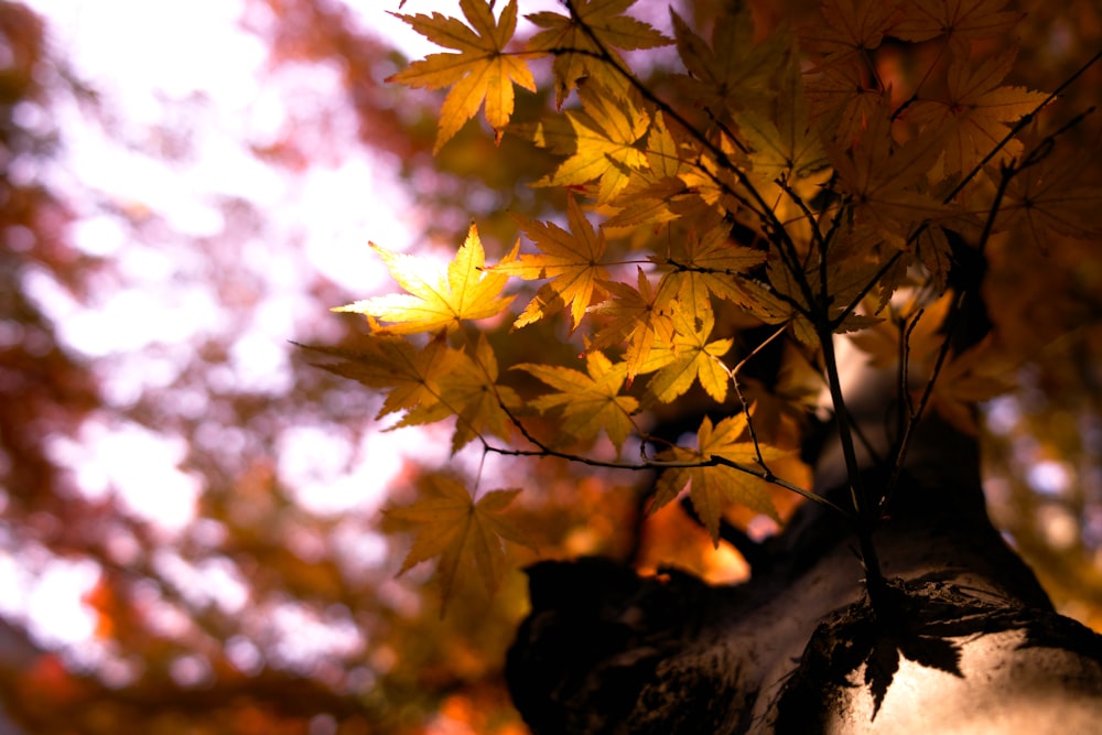 selective focus photography of brown maple leaf tree