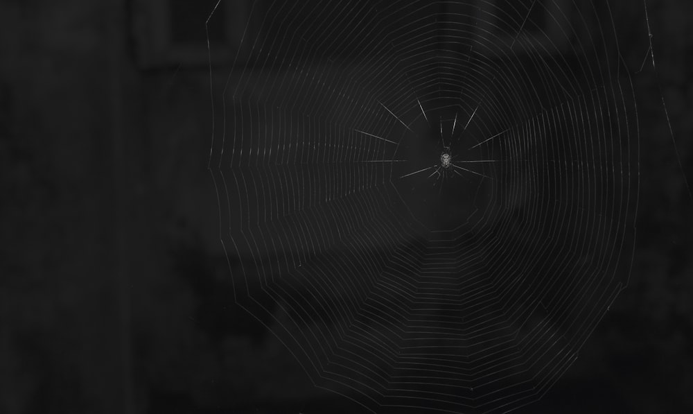 photo of spider on spider web