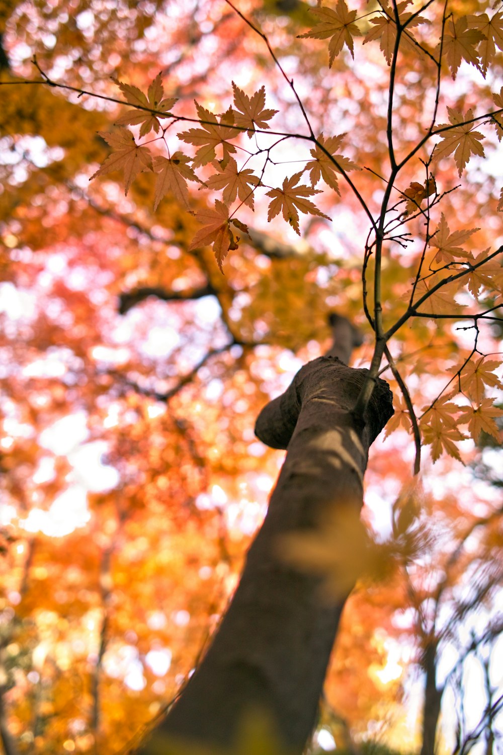 worm's-eye view of maple tree