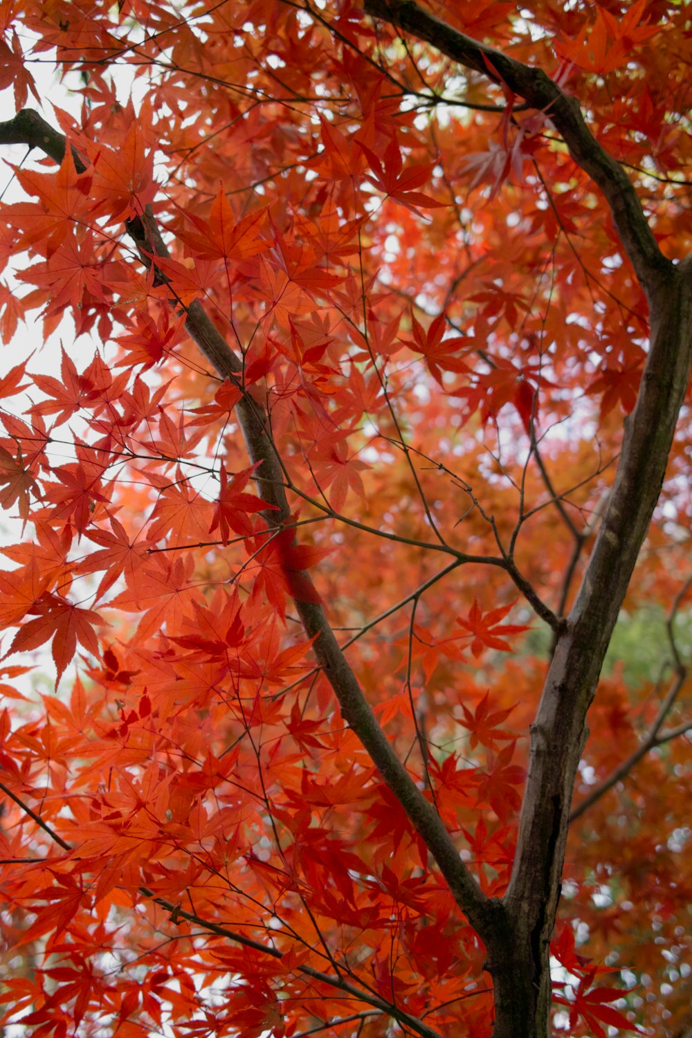 árvore de folhas vermelhas durante o dia