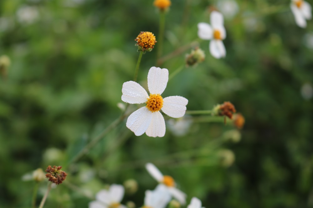 white petaled flower in selective focus photography