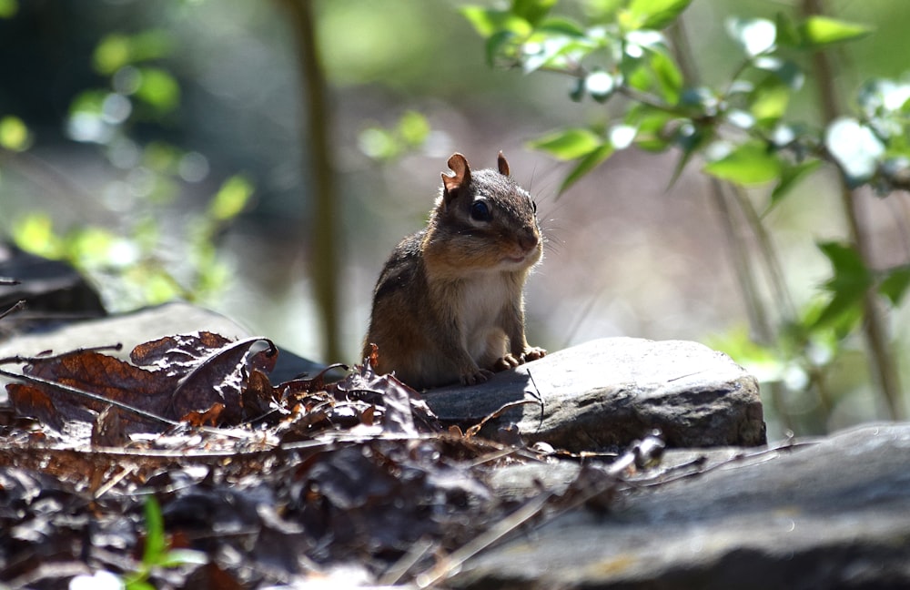 closeup photo of brown squirrel