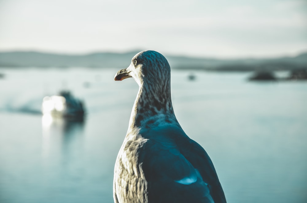 foto de closeup da gaivota de frente para o corpo de água