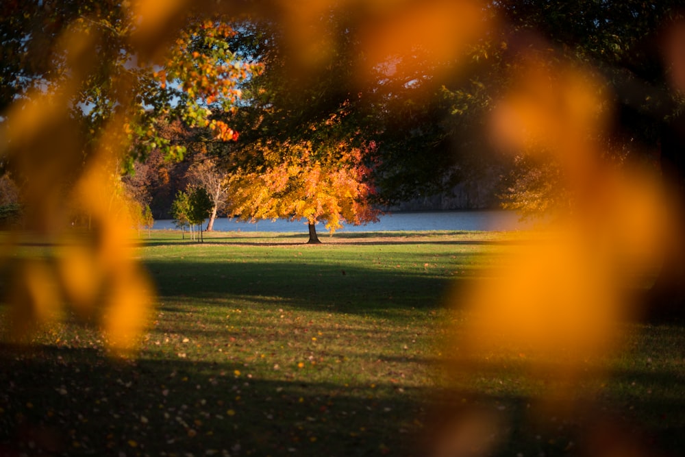 orange maple tree