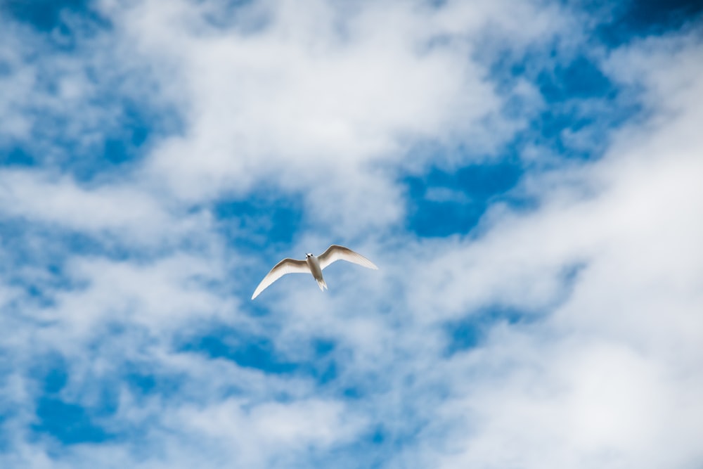 time lapse photo of flying white and brown bird during daytime