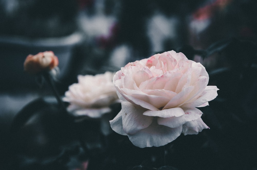 Photographie sélective de la fleur blanche