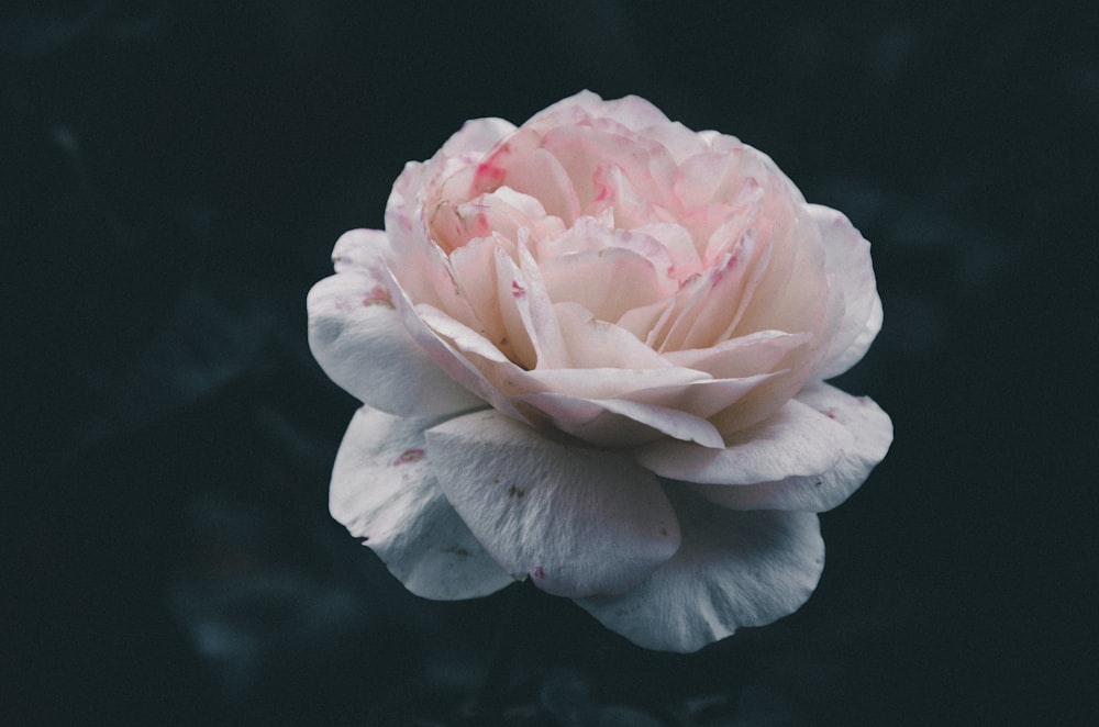 fiore sbocciato bianco e rosa