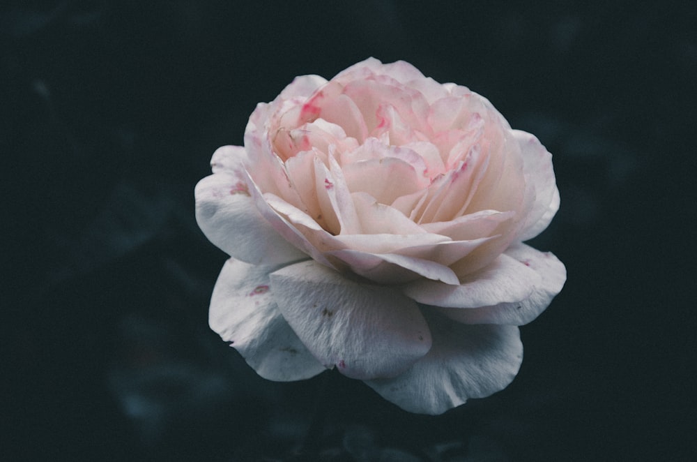 white and pink bloomed flower