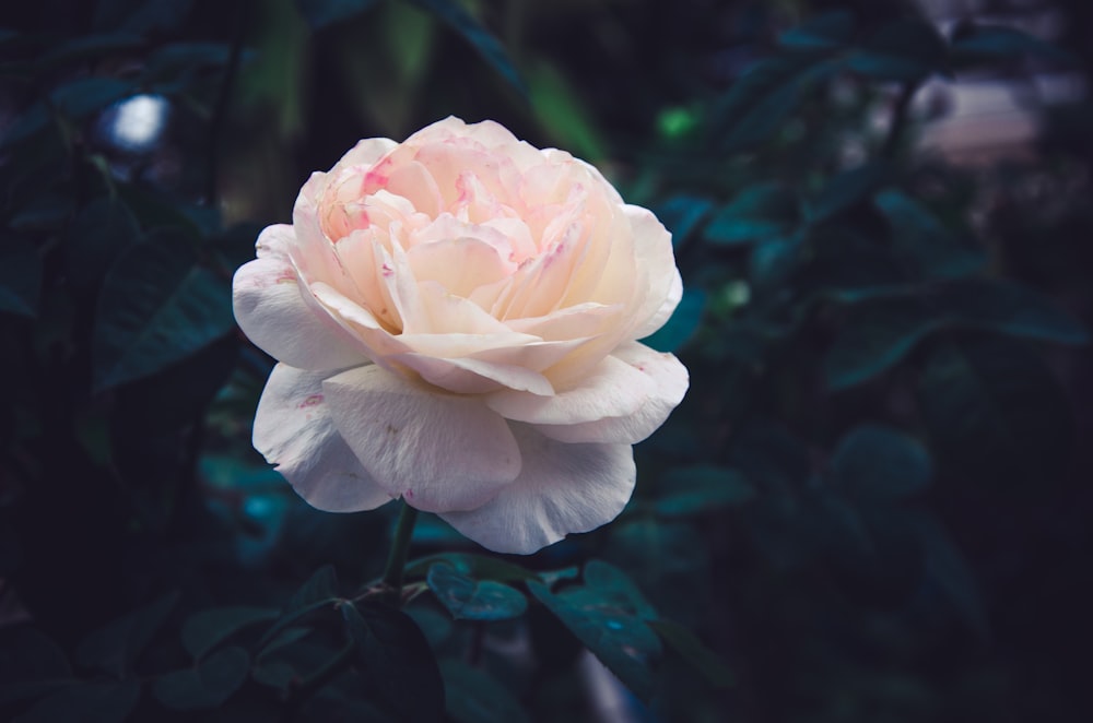 white flower