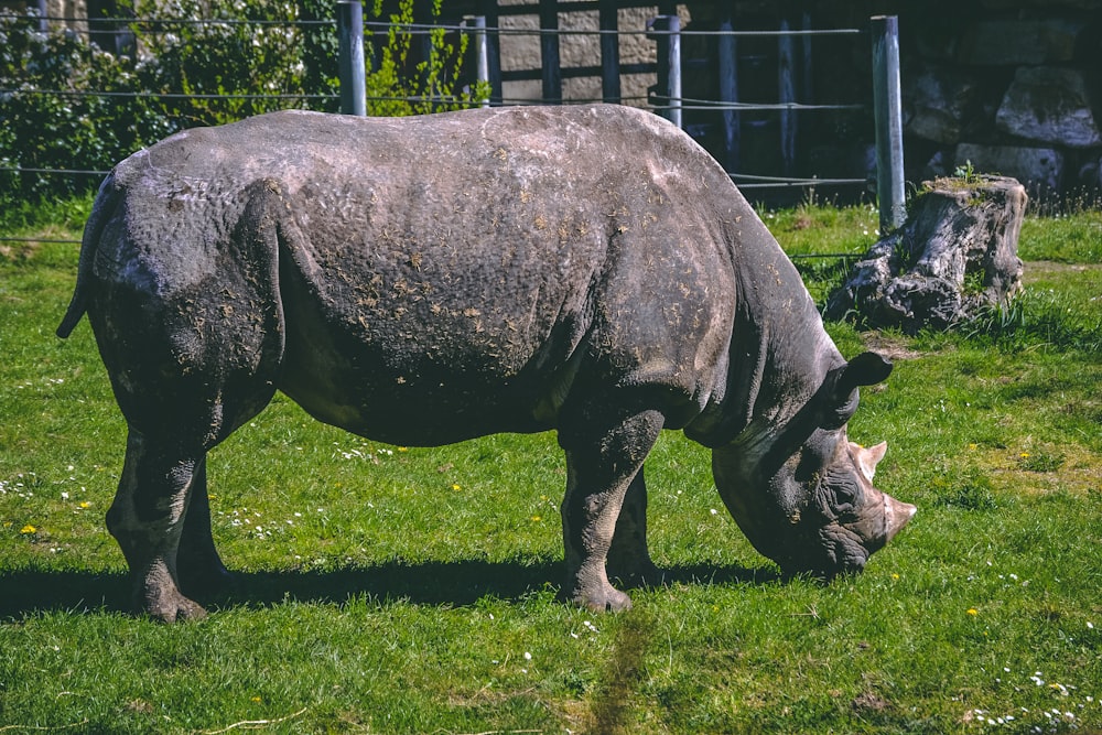 gray rhinoceros eating grass during daytime