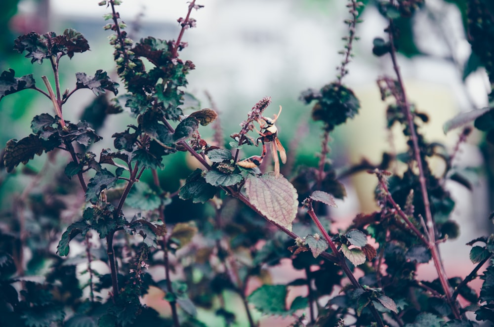 black hornet on green leafed plant