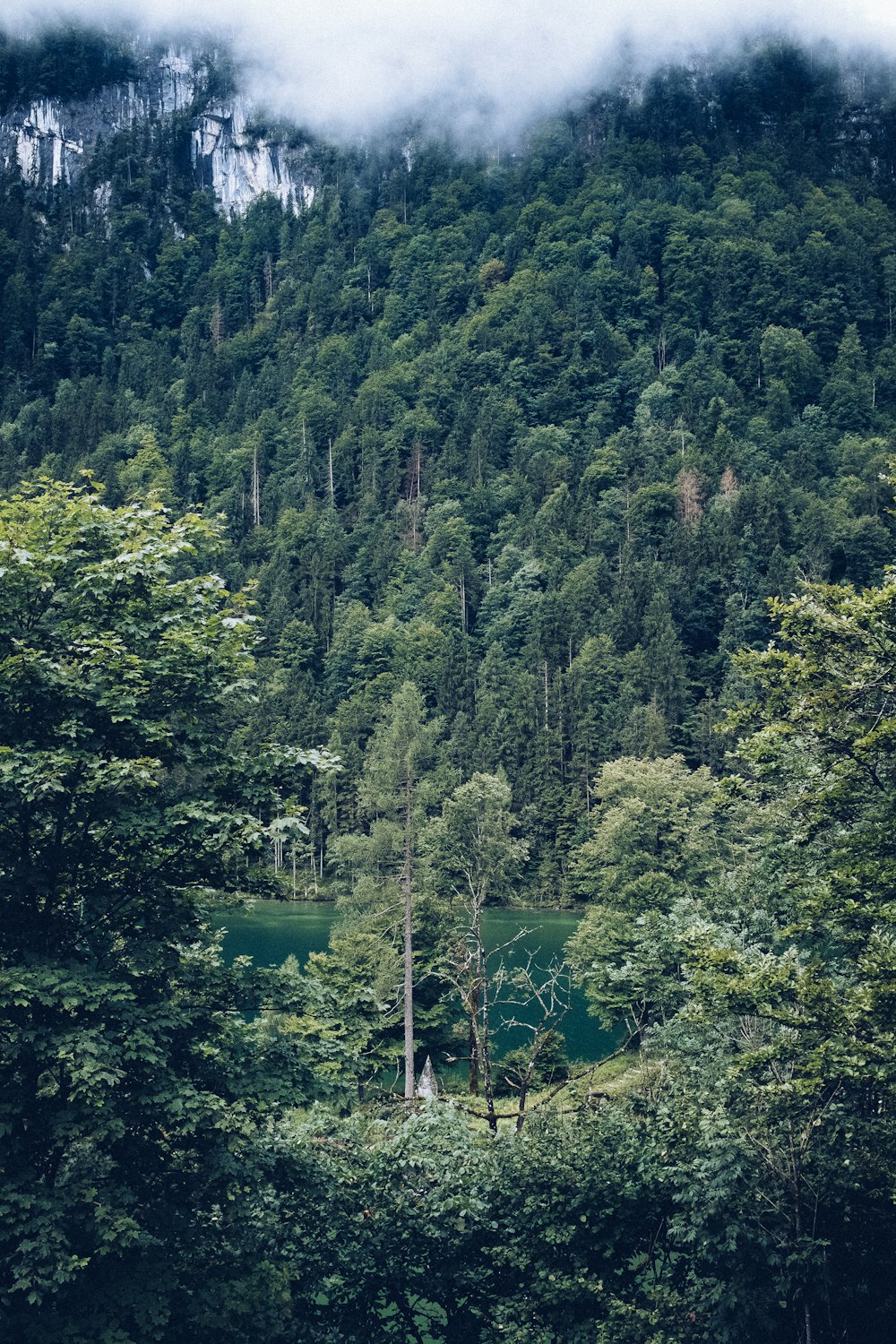 body of water surrounded by trees during daytime