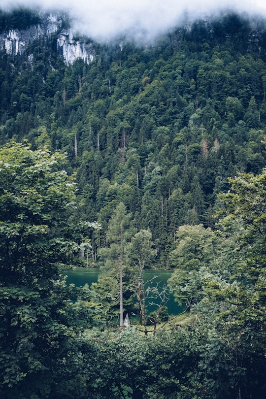 body of water surrounded by trees during daytime in Königssee Germany