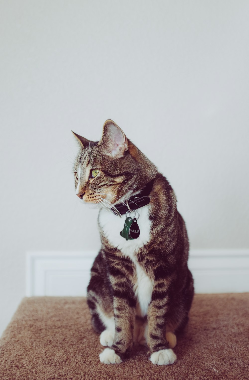 chat noir assis sur un tapis gris