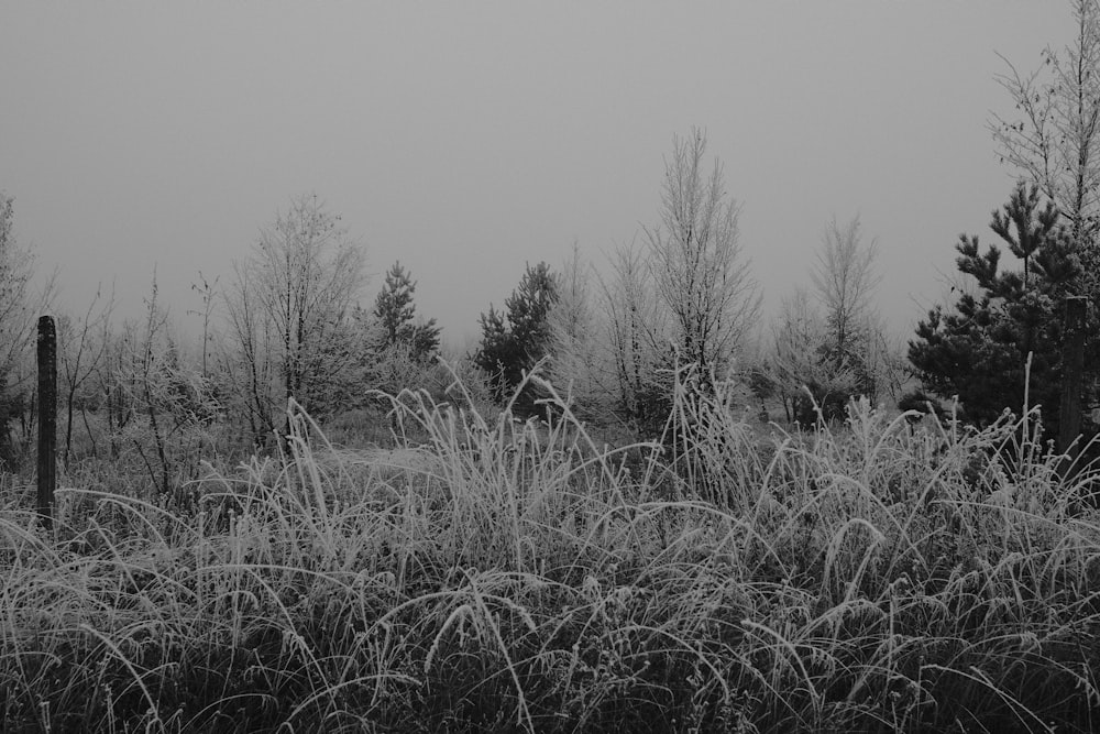 grayscale photo of grass
