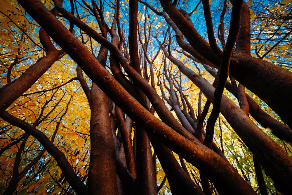 worm's eye view of brown and yellow trees