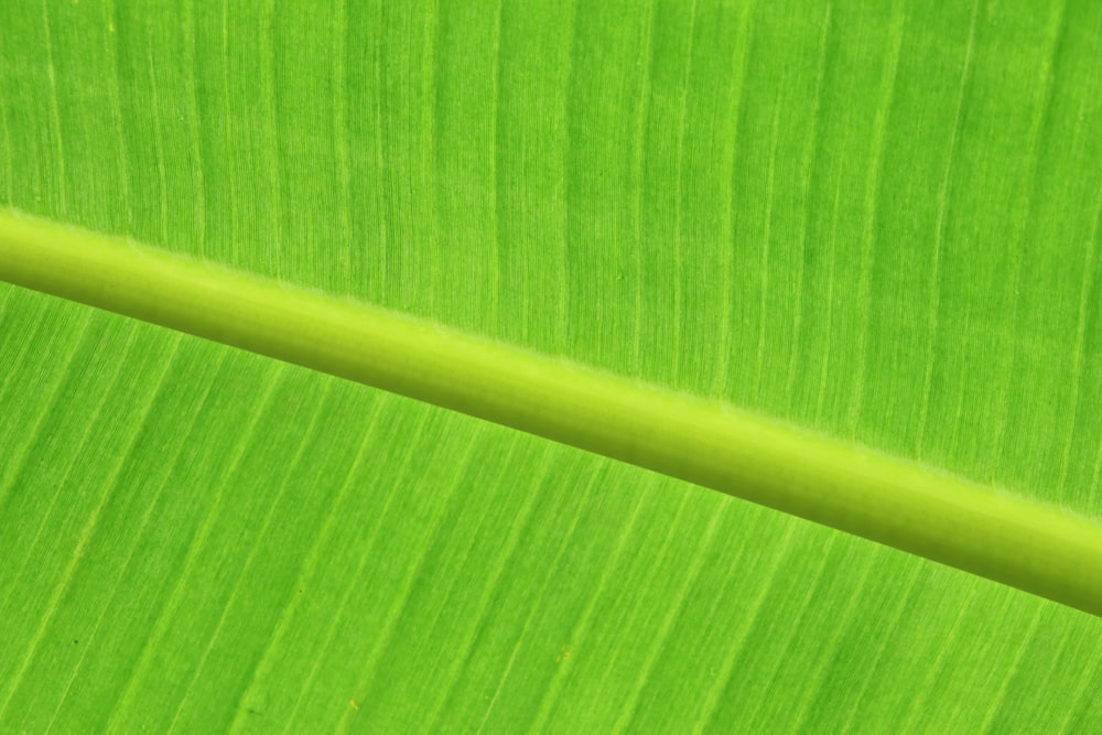 green leaf