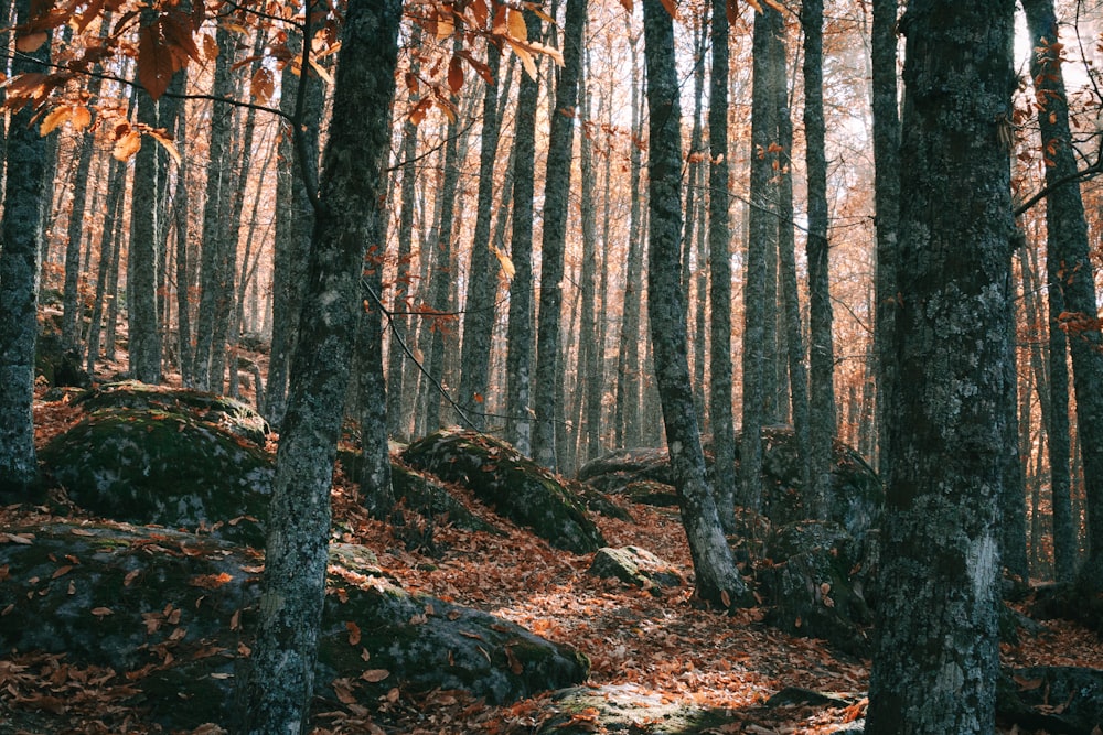 昼間の森の写真