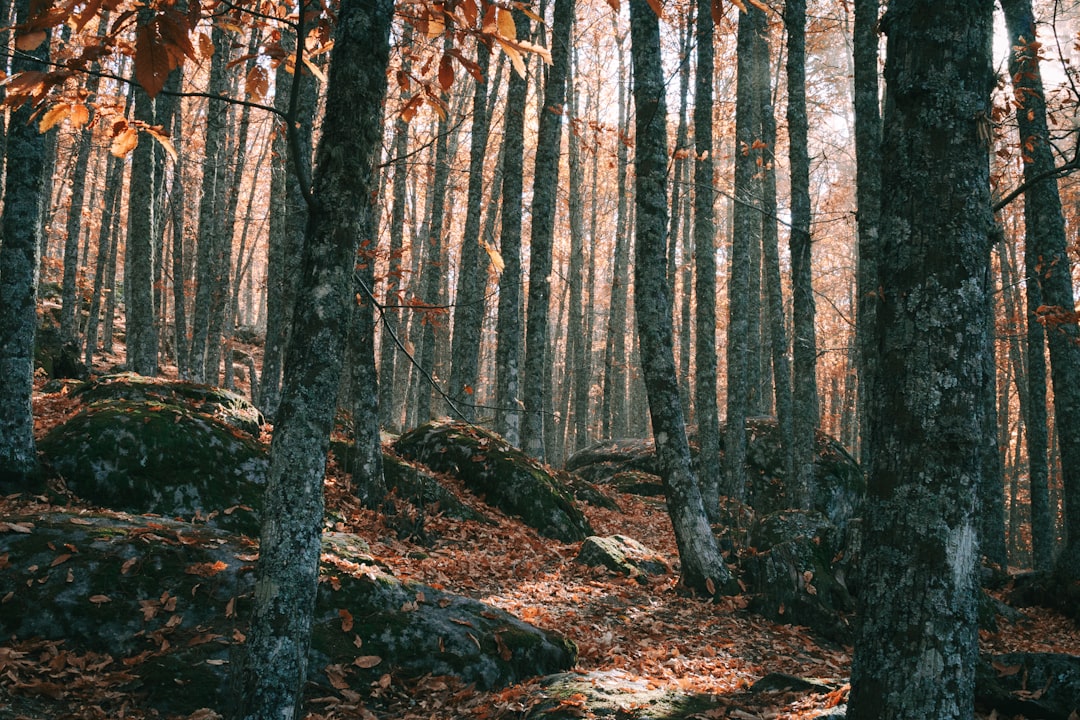 travelers stories about Forest in Castañar de El Tiemblo, Spain