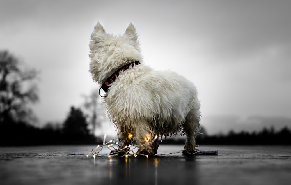 photo of long-coated white dog