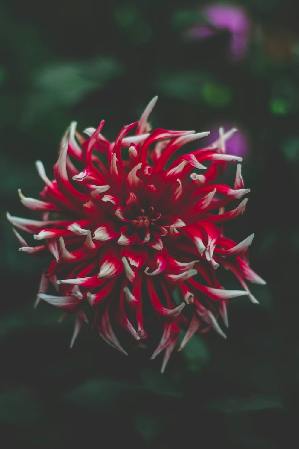 fotografia de closeup da flor de pétala vermelha