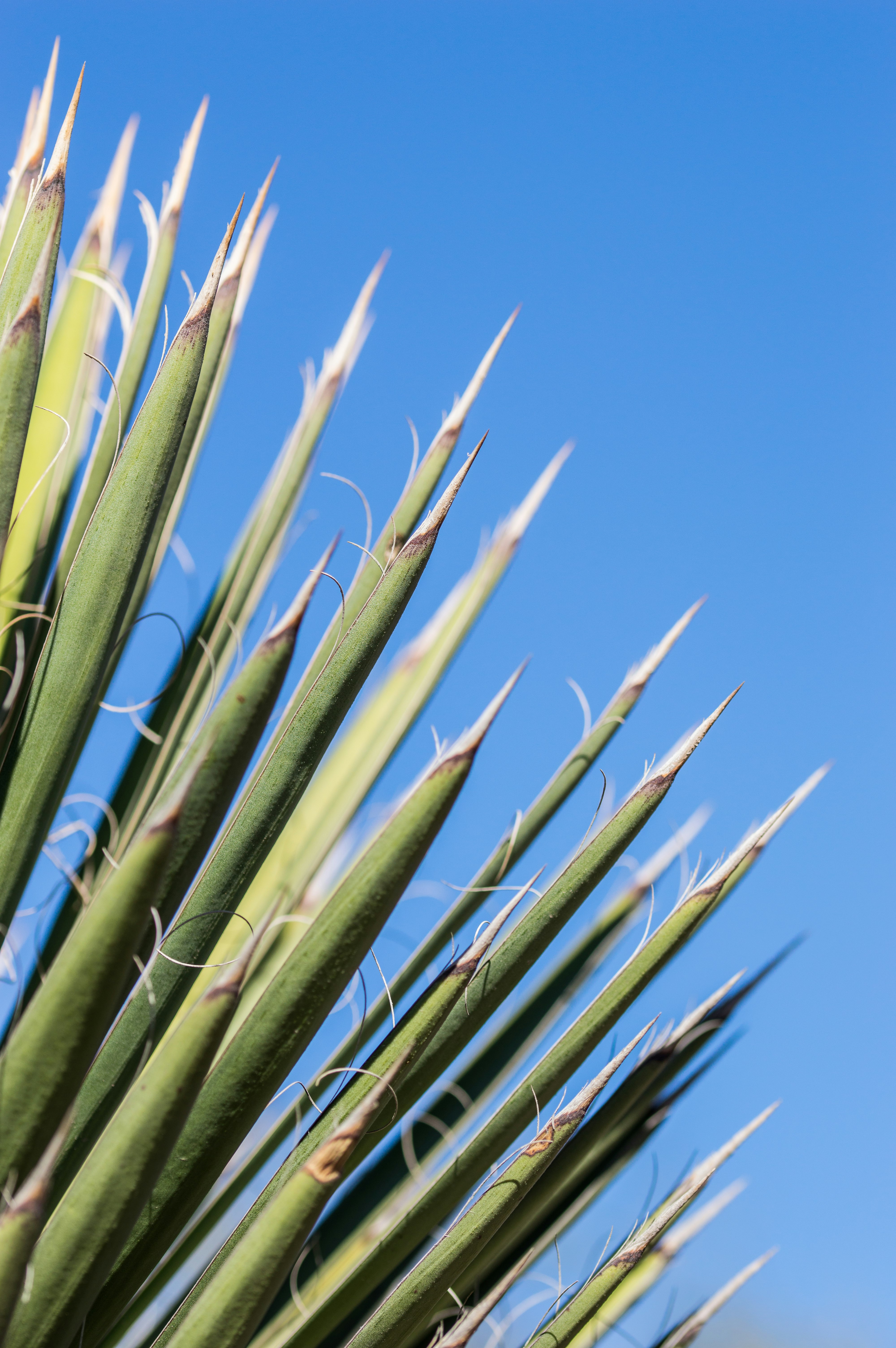 closeup photo of green linear plant