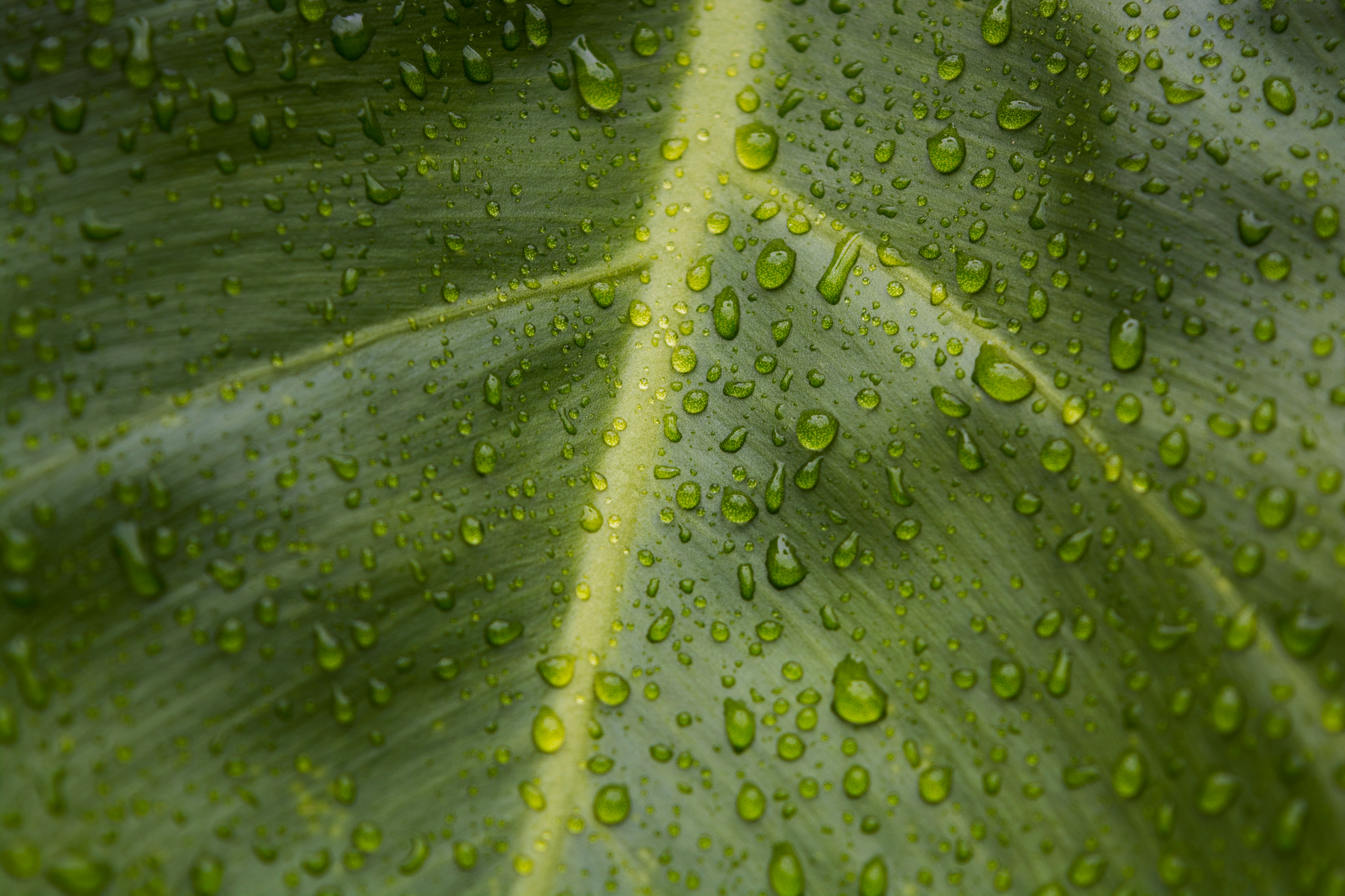 closeup photo of water dew on green leaf