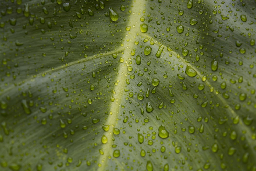 Nahaufnahme von Wassertau auf grünem Blatt