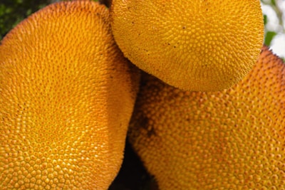 Close-up view of two large, textured yellow fruits with a rough, spiky surface, resembling jackfruit or durian. The color is predominantly a vibrant yellow-orange with small, darker spots scattered across the surface.