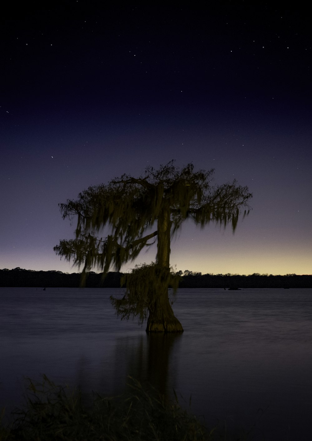 brown tree surrounded ocean water under night sky