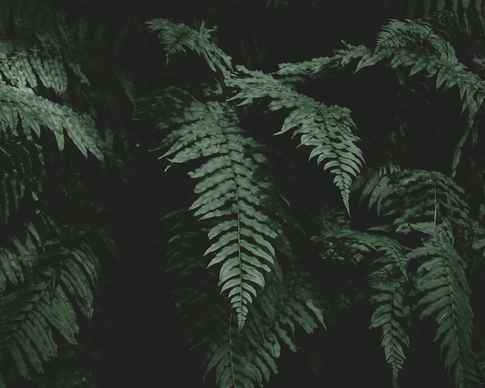 シダ植物の写真