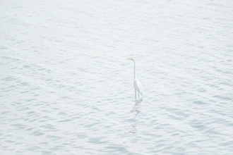 white bird on seashore