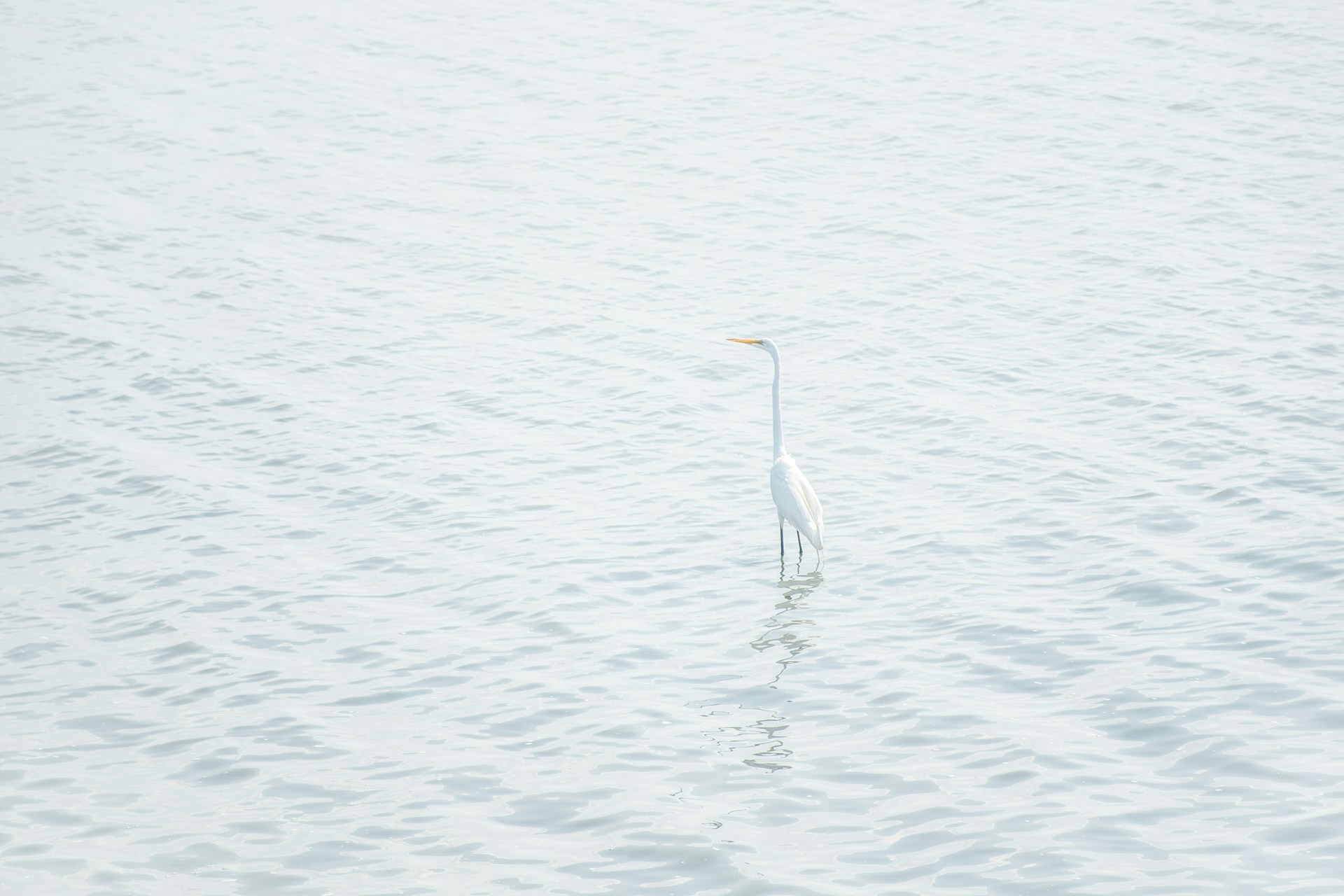 white bird on seashore