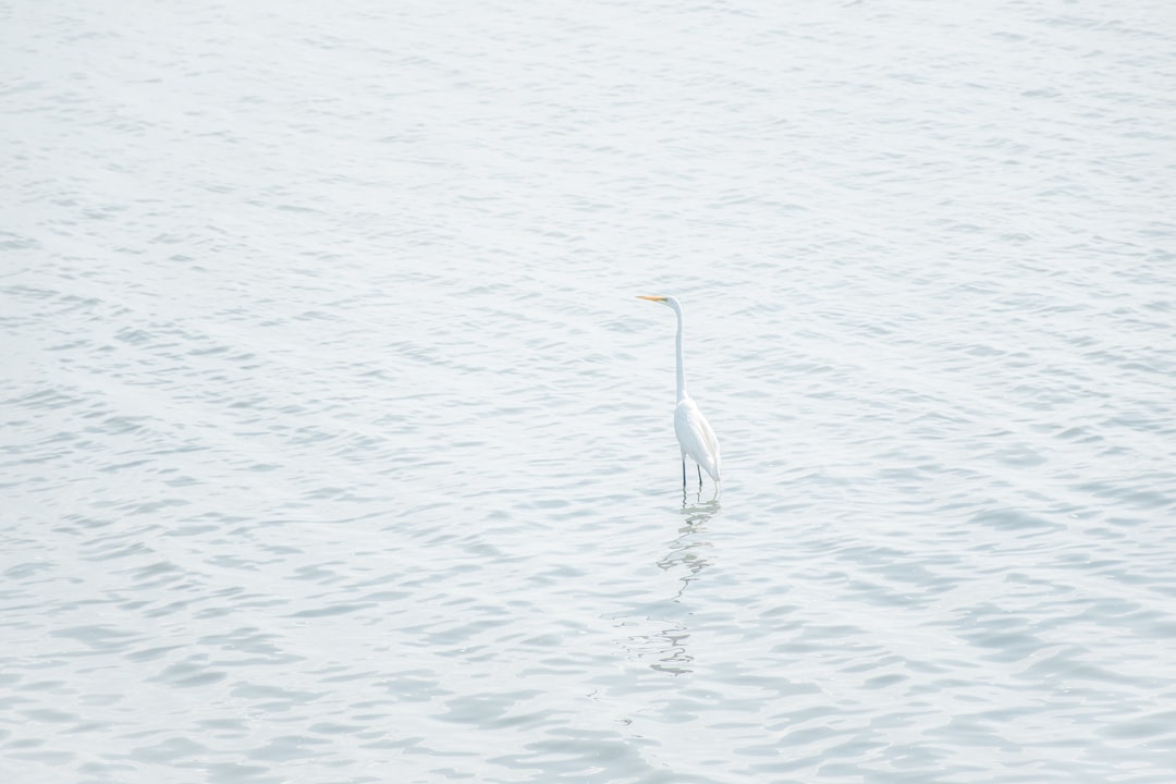 white bird on seashore