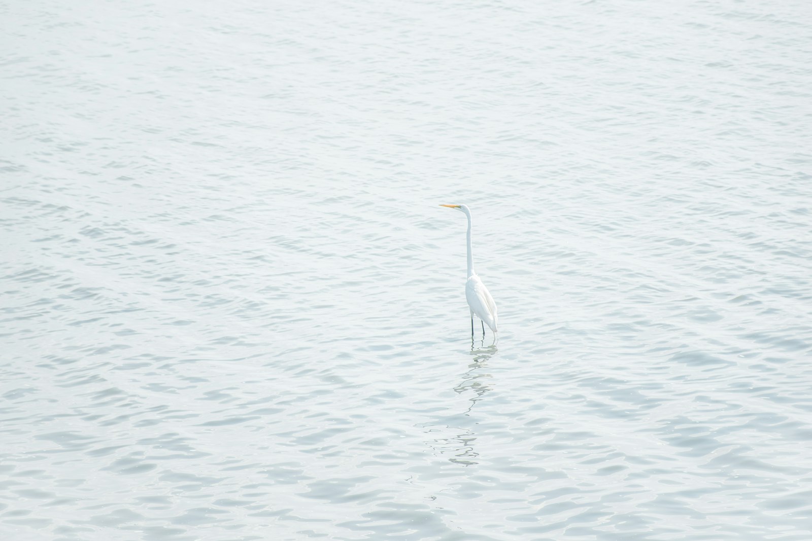 Nikon D5300 + Nikon AF-S DX Nikkor 18-140mm F3.5-5.6G ED VR sample photo. White bird on seashore photography