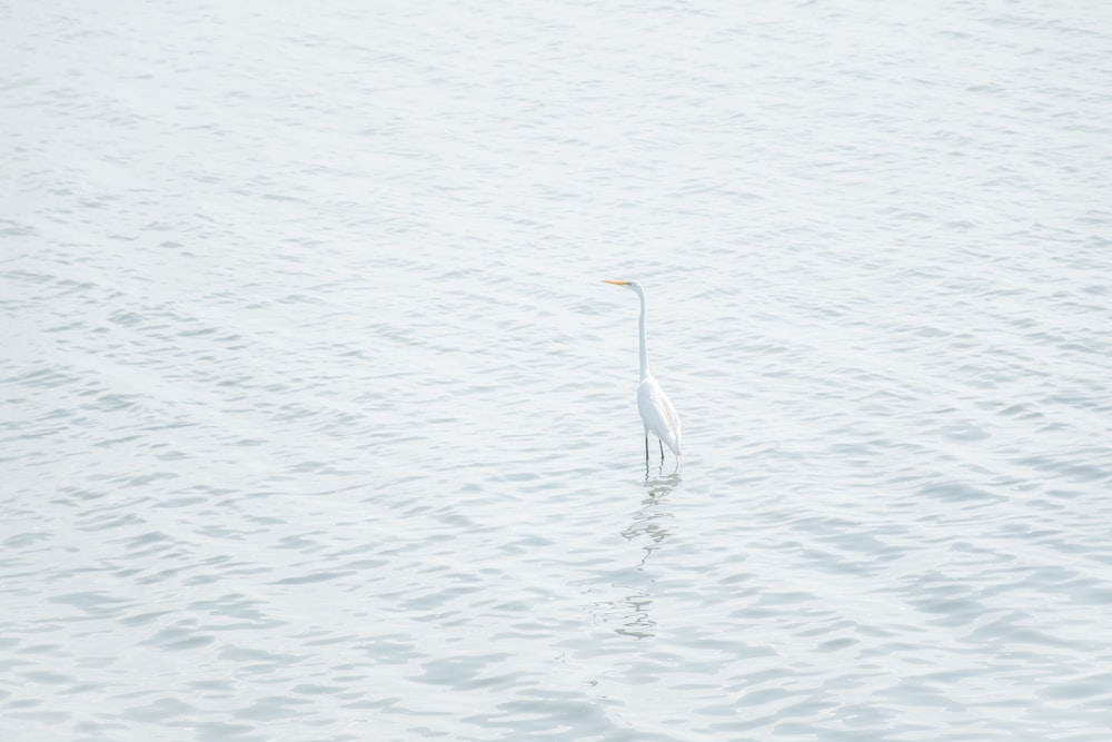 white bird on seashore