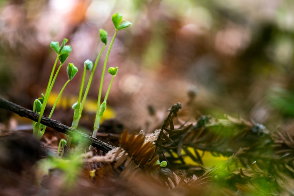 Selektive Fokusfotografie einer grünen Pflanze, die kurz vor der Blüte steht