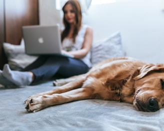 Golden Retriever lying on bed