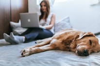 Golden Retriever lying on bed