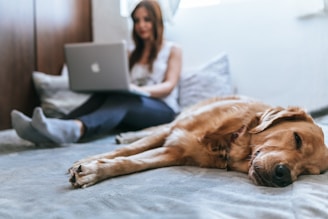 Pet products shopping with Golden Retriever lying on bed
