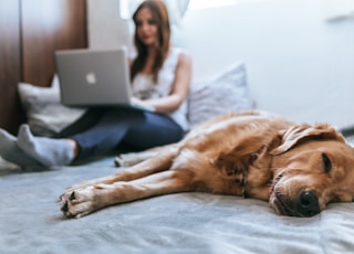 Golden Retriever lying on bed