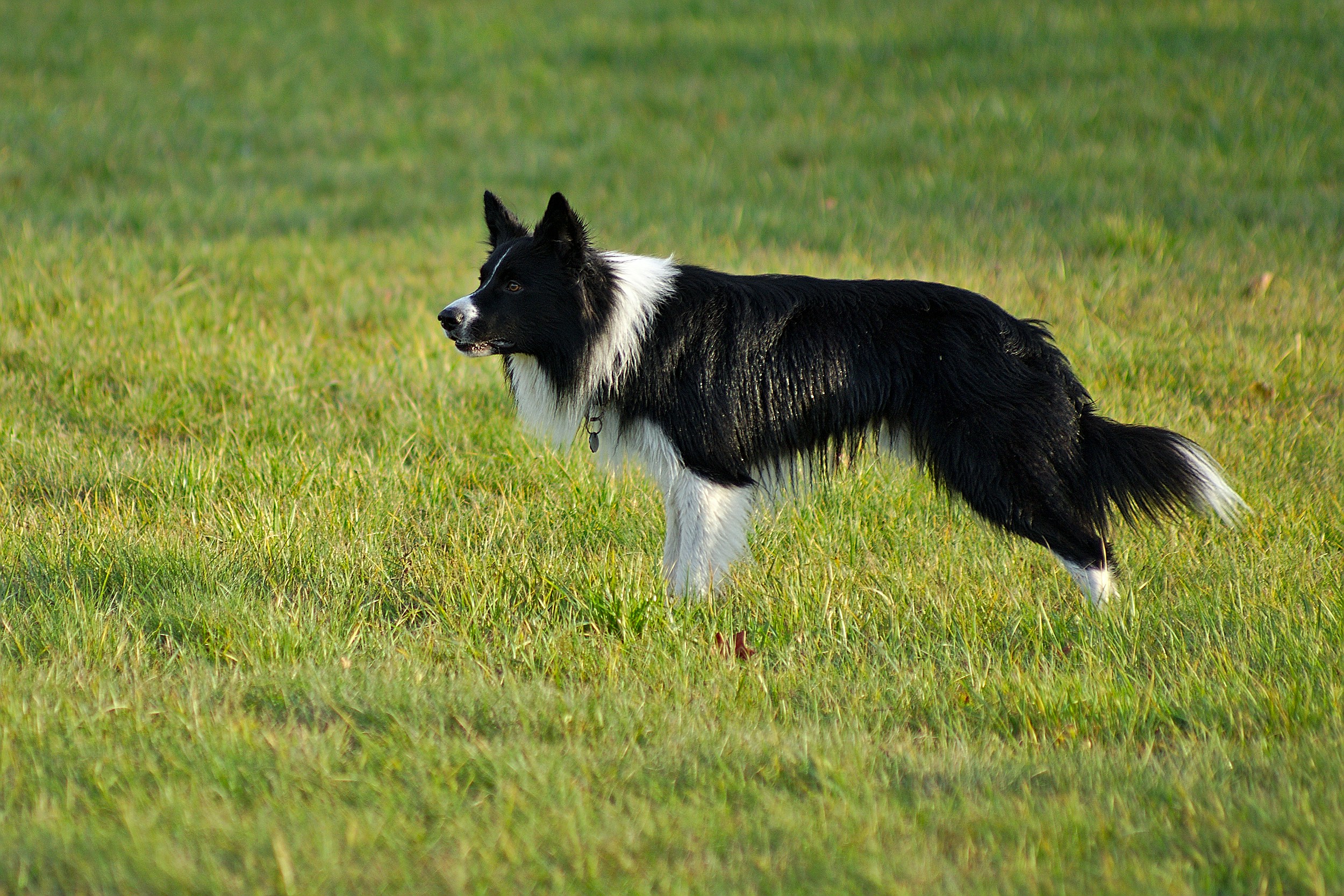 Border Collie Exercise Needs