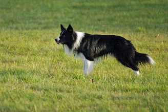 long-coated black and white dog standing on grass field