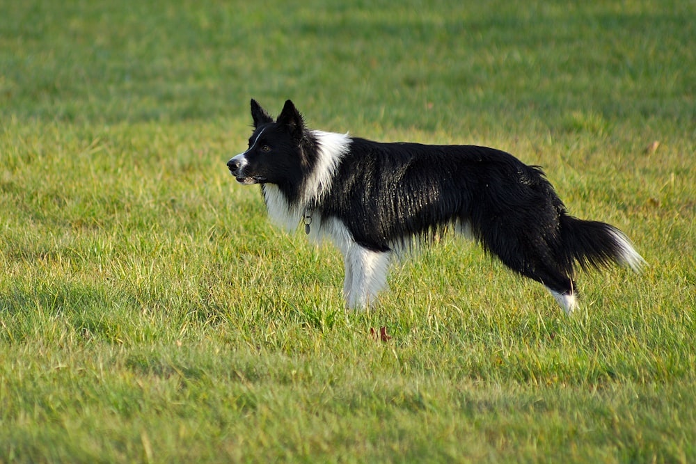 long-coated black and white dog standing on grass field