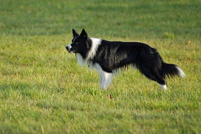 Long-coated black and white dog standing alert on grass, the kind of breed-specific exercise that channels stubborn energy into focus