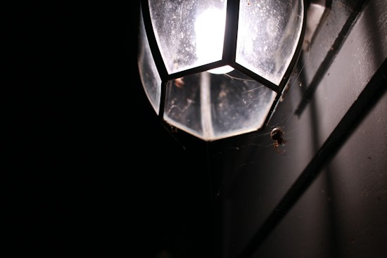 An outdoor wall-mounted lantern emitting light in a dark setting, which reveals a spider and its web attached to the lantern and nearby surfaces.