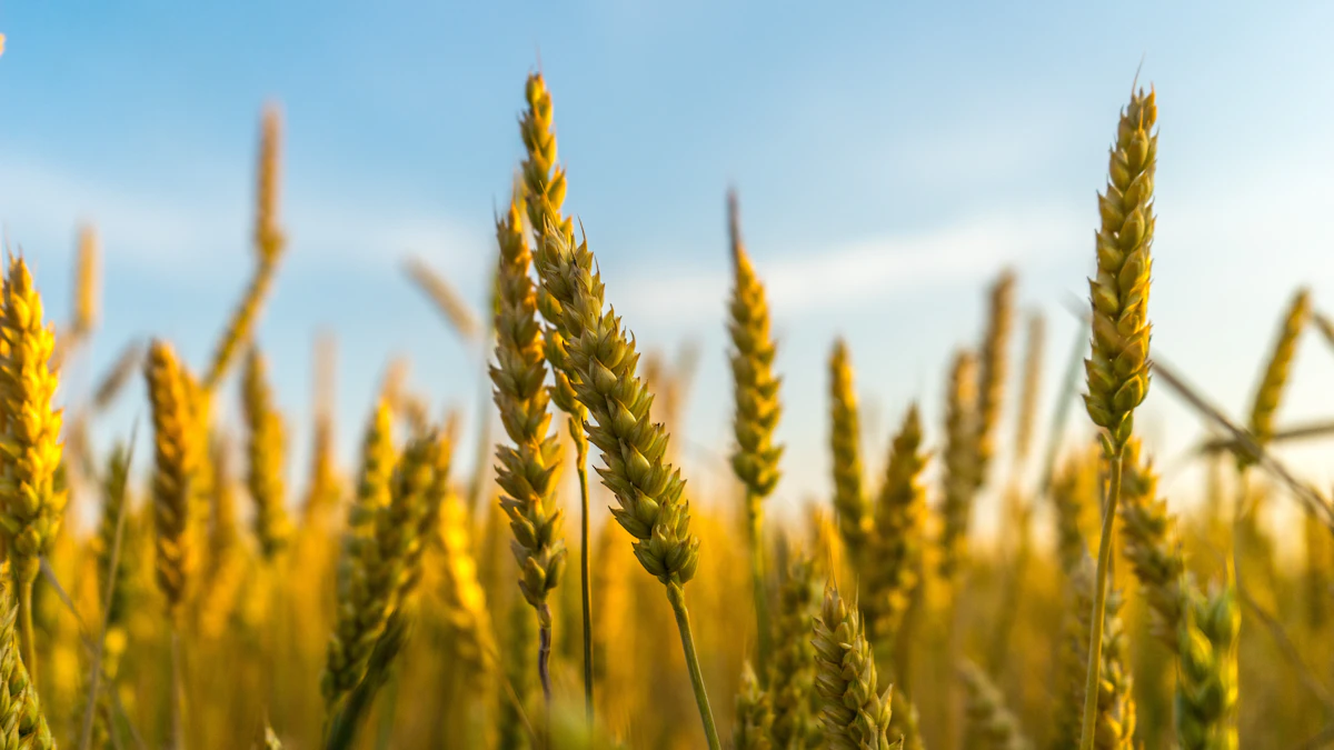 Green agriculture field