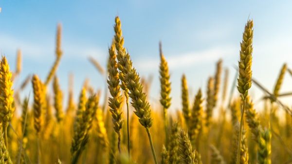 Brown grain field