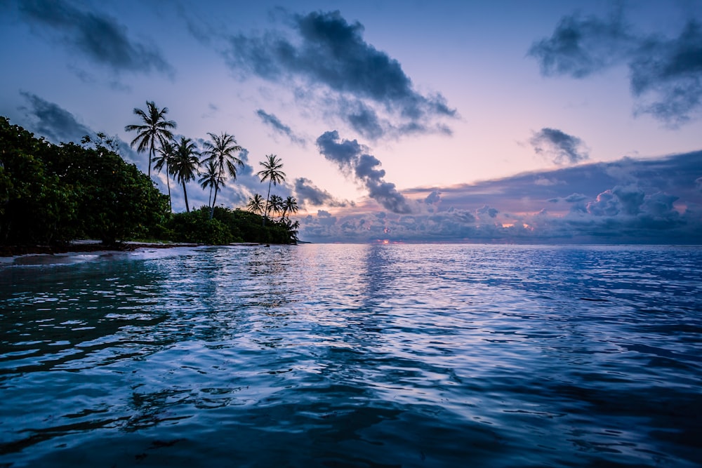 body of water near coconut trees