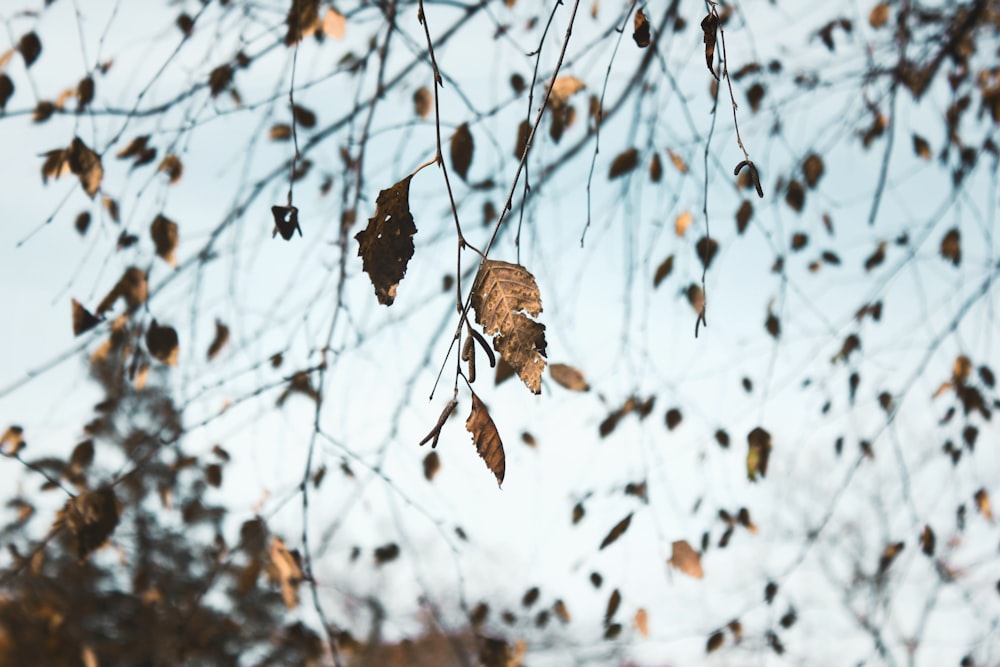 dried leaves